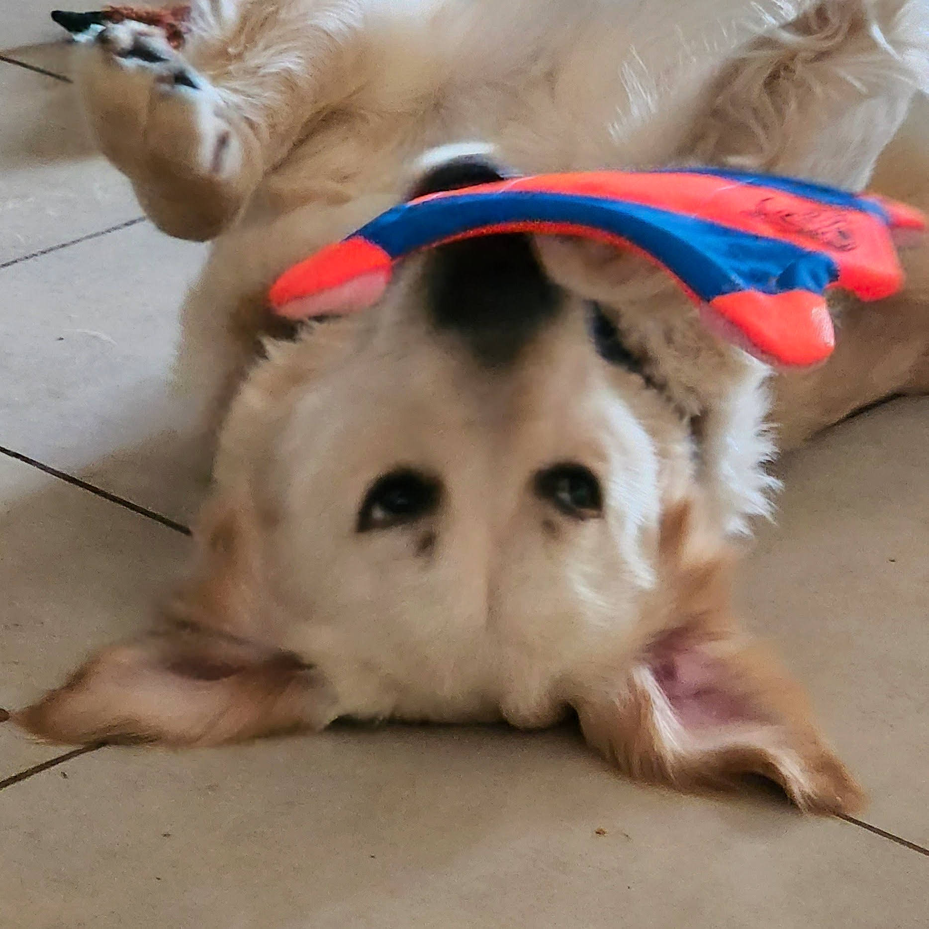 Captain joined the competition — help win amazing prizes! ball, canidae, carnivore, companion_dog, dog, dog_breed, dog_supply, dog_toy, fang, fawn, flooring, foot, fur, mammal, paw, retriever, snout, sporting_group, whiskers, working_animal