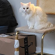 Arabella is registered to the contest to win money with this photo: cat, white_cat, furniture, chair, cardboard_box, amazon_box, indoor, pet, fluffy, curious, floor, golden_leg, woven_chair, domestic_animal, household, sitting, looking, wall, package, room