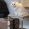 cat, white_cat, furniture, chair, cardboard_box, amazon_box, indoor, pet, fluffy, curious, floor, golden_leg, woven_chair, domestic_animal, household, sitting, looking, wall, package, room