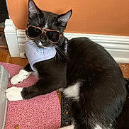 Cliff is registered to the contest to win money with this photo: cat, black_and_white, sunglasses, harness, indoor, floor, mat, pet, animal, relaxed, whiskers, ears, fur, paws, orange_wall, baseboard, wood_floor, cute, domestic_cat, laying_down