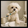 dog, white_dog, small_dog, bathroom, sink, toothbrush, toothpaste, cup, soap_dispenser, pet, cute, fluffy, paw, clean, countertop, animal, domestic_animal, indoor, portrait, looking_at_camera