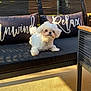 dog, white_dog, outdoor, bench, pillow, text_on_pillow, sunlight, shadow, curious, pet, fur, small_dog, furniture, relaxing, porch, daylight, black_bench, cute, cozy, pet_on_furniture