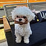 dog, white_dog, small_dog, fluffy, pet, chew_bone, outdoor, bench, cushion, furniture, wooden_fence, garden, sunlight, animal, cute, sitting, portrait, fur, canine, companion