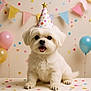 Blue is registered to the contest to win money with this photo: dog, puppy, party_hat, confetti, balloon, bunting, celebration, cute, fluffy, white_dog, pet, happy, indoor, table, festive, smiling, portrait, small_dog, adorable, animal