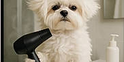Blue joined the competition — help win amazing prizes! animal, bathroom, black_object, brush, countertop, cute, dog, fluffy, fur, grooming, hairdryer, household_items, indoors, looking_at_camera, pet, portrait, puppy, small_dog, soap_dispenser, white_fur