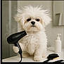Blue joined the competition — help win amazing prizes! puppy, dog, white_fur, fluffy, hairdryer, bathroom, countertop, brush, soap_dispenser, pet, cute, small_dog, fur, animal, indoors, grooming, portrait, looking_at_camera, black_object, household_items