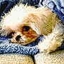 dog, white_dog, blanket, blue_blanket, cozy, cute, pet, fur, snuggling, resting, indoor, closeup, animal, soft_texture, sleepy, paw, face, comfort, relaxed, domestic