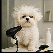 Blue is registered to the contest to win money with this photo: adorable, animal, bathroom, brush, comb, counter, cute, dog, fluffy, fur, grooming, hairdryer, indoor, paw, pet, pet_care, puppy, small_dog, still_life, white_fur