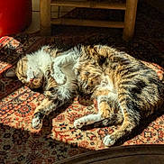 Gala a rejoint le concours — aidez-le/la à gagner de superbes lots ! cat, tabby, sleeping, sunlight, rug, patterned_rug, indoor, cozy, pet, feline, paw, fur, relaxed, resting, sunbeam, home, animal, cute, peaceful, domestic