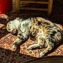 cat, tabby, sleeping, sunlight, rug, patterned_rug, indoor, cozy, pet, feline, paw, fur, relaxed, resting, sunbeam, home, animal, cute, peaceful, domestic