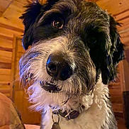 Cooper joined the competition — help win amazing prizes! bed, black_and_white, cabin, canine, close_up, collar, curious, cute, dog, dog_tag, eye, fur, indoor, muzzle, nose, pet, portrait, warm_lighting, whiskers, wooden_interior