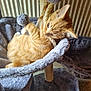 Marmalade is registered to the contest to win money with this photo: cat, kitten, orange_tabby, cat_tree, rope_toy, plush, indoor, pet, playful, feline, cute, animal, fur, whiskers, claw, resting, paw, toy, cozy, home