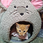 Marmalade is registered to the contest to win money with this photo: kitten, cat, pet_bed, mouse_shape, pink_ears, cozy, indoor, curious, orange_cat, furry, animal, cute, soft_texture, whiskers, small, face, resting, home, floor, snug