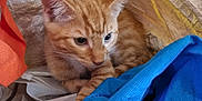 Marmalade joined the competition — help win amazing prizes! kitten, orange_tabby, cat, pet, animal, curious, indoor, fabric, bag, colorful, young_cat, whiskers, ears, closeup, feline, cute, small, resting, playful, cozy