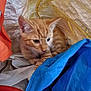 kitten, orange_tabby, cat, pet, animal, curious, indoor, fabric, bag, colorful, young_cat, whiskers, ears, closeup, feline, cute, small, resting, playful, cozy