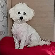 Astral a rejoint le concours — aidez-le/la à gagner de superbes lots ! dog, white_dog, fluffy, pet, indoor, red_blanket, wooden_background, cute, sitting, curly_fur, companion, animal, domestic, portrait, small_dog, facing_camera, cozy, fur_texture, household, relaxed