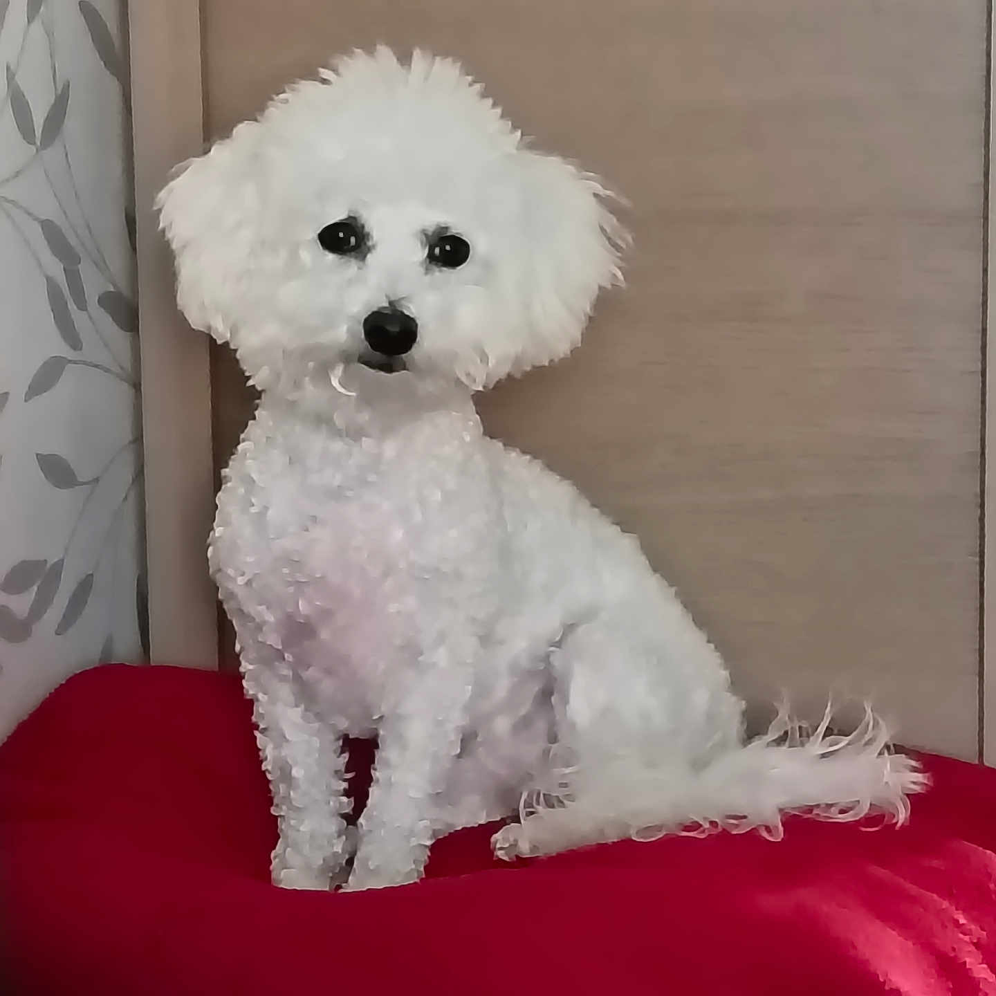 Astral a rejoint le concours — aidez-le/la à gagner de superbes lots ! dog, white_dog, fluffy, pet, indoor, red_blanket, wooden_background, cute, sitting, curly_fur, companion, animal, domestic, portrait, small_dog, facing_camera, cozy, fur_texture, household, relaxed