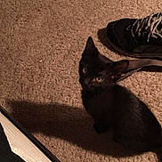 The Baby is registered to the contest to win money with this photo: animal, black_kitten, carpet, cat, companion, curious, cute, domestic_cat, floor, fur, indoor, looking_up, pet, quiet, shadow, shoe, small, sneaker, whiskers, young_cat