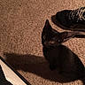 animal, black_kitten, carpet, cat, companion, curious, cute, domestic_cat, floor, fur, indoor, looking_up, pet, quiet, shadow, shoe, small, sneaker, whiskers, young_cat