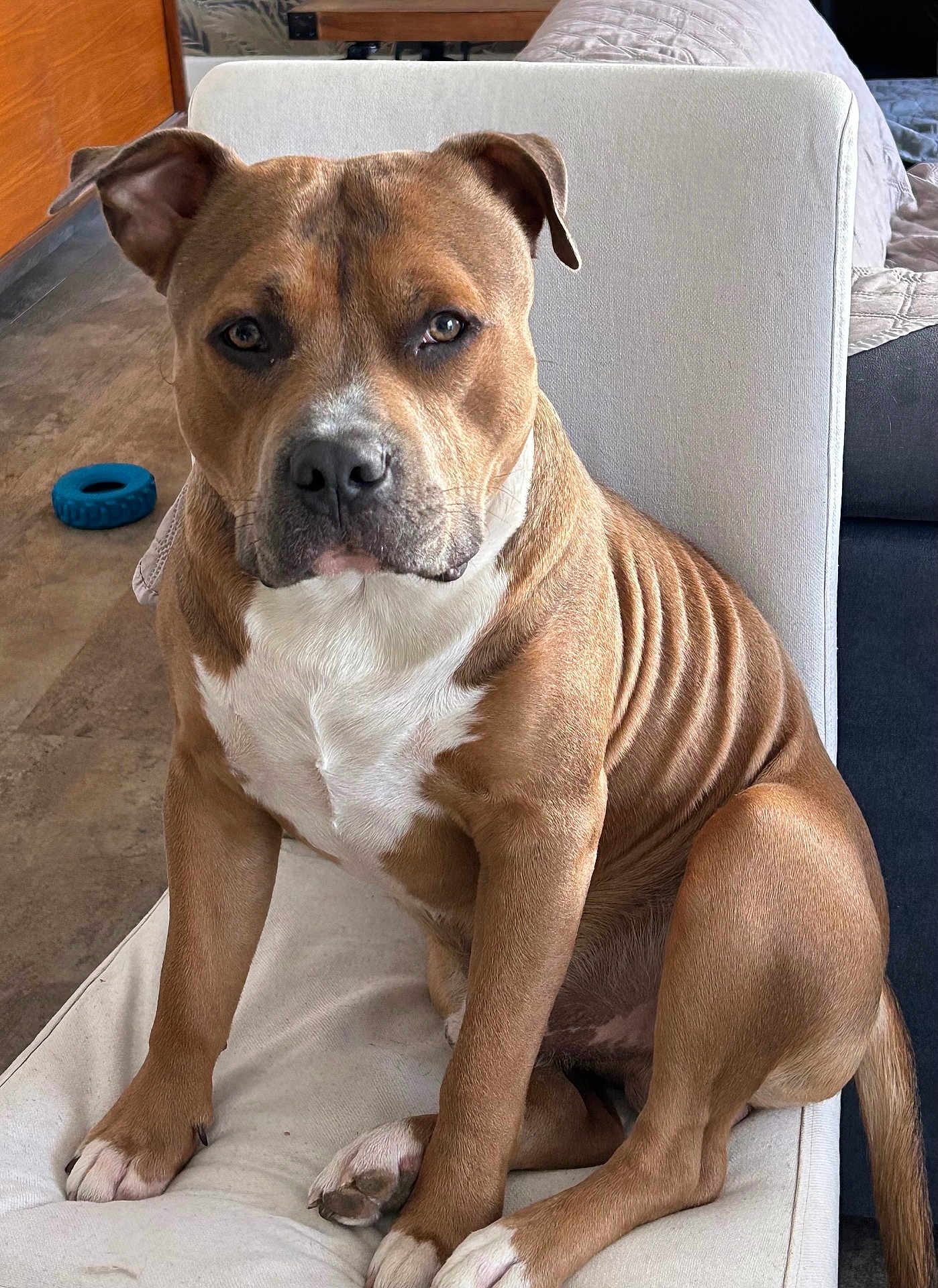 Aribo participe au concours pour gagner de l'argent avec cette photo : dog, brown_dog, white_chest, pet, indoor, chair, cushion, floor, toy, canine, sitting, looking_at_camera, ears_up, domestic_animal, household, living_room, fur, paw, tail, portrait