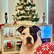 Oksana a rejoint le concours — aidez-le/la à gagner de superbes lots ! dog, christmas_tree, holiday_decorations, ornaments, festive, indoor, decor, lights, stocking, wood_floor, red_and_white_blanket, toy, figurines, tinsel, sitting, pet, celebration, seasonal, cozy, relaxing