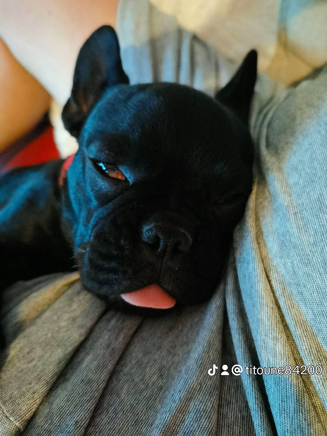 Giulia participe au concours pour gagner de l'argent avec cette photo : bulldog, canidae, carmine, carnivore, comfort, companion_dog, dog, dog_breed, ear, electric_blue, fawn, felidae, french_bulldog, grey, pug, snout, sporting_group, toy_dog, whiskers, working_animal