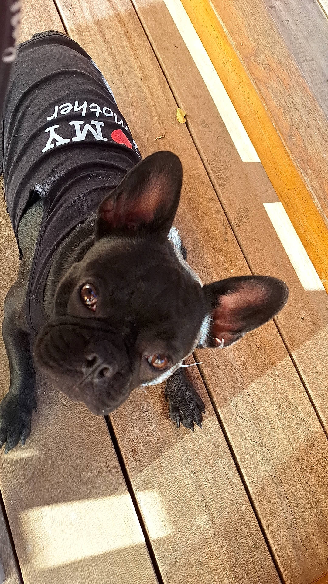 Giulia a rejoint le concours — aidez-le/la à gagner de superbes lots ! bulldog, carnivore, collar, companion_dog, dog, dog_breed, dog_collar, fawn, floor, flooring, hardwood, leash, plank, sporting_group, tail, varnish, whiskers, wood, wood_stain, working_animal