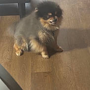 Glizzy is registered to the contest to win money with this photo: animal, black_and_tan, canine, companion, cute, dog, domestic_animal, floor, fluffy, fur, furry, house, indoor, paw, pet, pomeranian, sitting, small_dog, smiling, wooden_floor