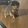 animal, black_and_tan, canine, companion, cute, dog, domestic_animal, floor, fluffy, fur, furry, house, indoor, paw, pet, pomeranian, sitting, small_dog, smiling, wooden_floor