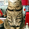 cat, tabby_cat, pet, animal, kitchen, countertop, red_cabinet, patterned_backsplash, domestic_cat, feline, whiskers, ears, fur, indoor, food_bowl, household, portrait, sitting, cute, curious
