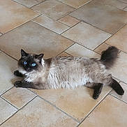 Topaze a rejoint le concours — aidez-le/la à gagner de superbes lots ! animal, blue_eyes, cat, cute, domestic_animal, ears, feline, fluffy, four_legs, fur, indoor, looking_at_camera, lying_down, mammal, pet, relaxed, resting, tail, tile_floor, whiskers
