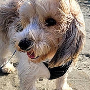 Una a rejoint le concours — aidez-le/la à gagner de superbes lots ! animal, beach, canine, cute, daytime, dog, fur, happy, leash, nature, outdoor, pet, playful, portrait, sand, shore, sky, sunny, walking, water