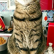 Leo participe au concours pour gagner de l'argent avec cette photo : cat, tabby, pet, animal, feline, kitchen, counter, fur, whiskers, ears, eyes, domestic, indoor, food_bowl, cupboard, red_cabinet, tableware, curious, sitting, close_up