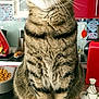 animal, cat, close_up, counter, cupboard, curious, domestic, ears, eyes, feline, food_bowl, fur, indoor, kitchen, pet, red_cabinet, sitting, tabby, tableware, whiskers