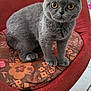 animal, cat, chair, closeup, cozy, curious, cushion, feline, floor_tiles, floral_pattern, furniture, gray_cat, home, indoor, looking, pet, red_chair, scottish_fold, sitting, yellow_eyes