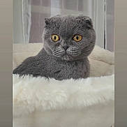 Aby a rejoint le concours — aidez-le/la à gagner de superbes lots ! animal, cat, closeup, comfortable, cozy, curtains, cute, domestic_cat, feline, fluffy_bed, gray_cat, home, indoor, pet, portrait, resting, scottish_fold, screenshot, window, yellow_eyes