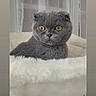 cat, scottish_fold, gray_cat, yellow_eyes, pet, indoor, cozy, fluffy_bed, curtains, window, resting, portrait, feline, animal, domestic_cat, closeup, cute, comfortable, home, screenshot