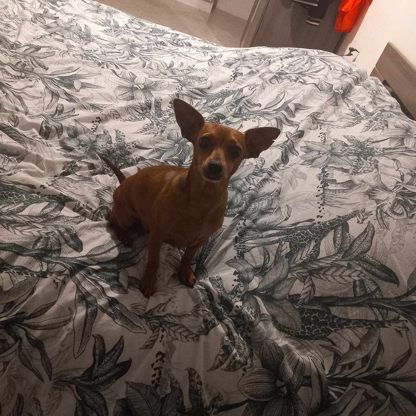 Taya a rejoint le concours — aidez-le/la à gagner de superbes lots ! animal, back, bed, bedroom, blanket, bodypart, boy, canine, child, dog, furniture, homedecor, indoors, interiordesign, linen, male, person, pet, puppy, room