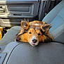 dog, car_interior, seat, center_console, resting, fluffy, pet, animal, brown, white, ears, nose, fur, window, sunlight, seatbelt, waiting, cute, companion, portrait
