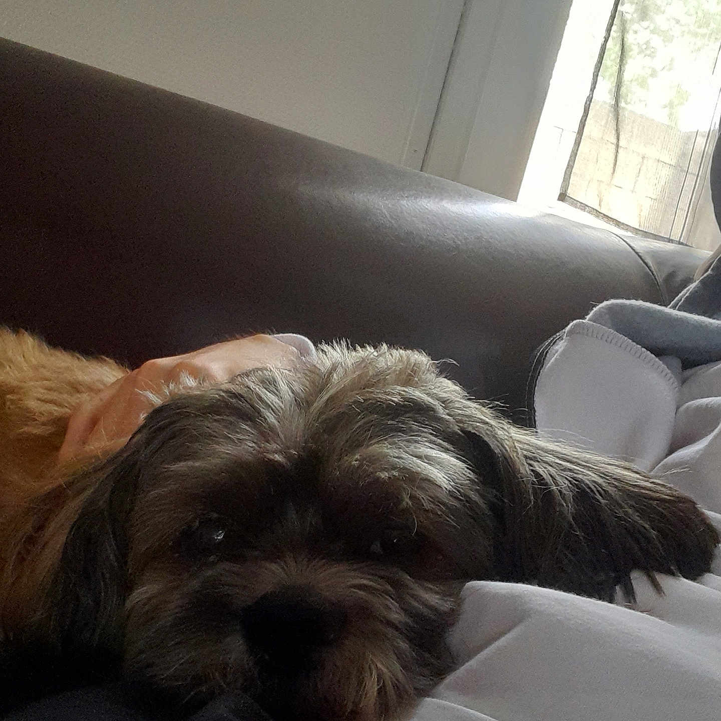 Lewis a rejoint le concours — aidez-le/la à gagner de superbes lots ! dog, pet, couch, hand, resting, indoor, window, natural_light, fur, lap, cozy, relaxation, person, comfort, brown, white_clothing, casual, home, calm, animal
