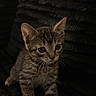 animal, blanket, cat, close_up, cozy, dark_background, ears, eyes, feline, fluffy, fur, indoor, kitten, paws, pet, photography, portrait, sitting, tabby, whiskers
