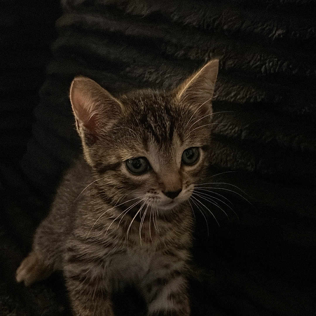 Tilley Lesueur is registered to the contest to win money with this photo: animal, blanket, cat, close_up, cozy, dark_background, ears, eyes, feline, fluffy, fur, indoor, kitten, paws, pet, photography, portrait, sitting, tabby, whiskers