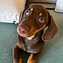 dog, puppy, dachshund, brown_dog, pet, canine, indoors, couch, furniture, paws, ears, looking_up, cute, animal, companion, close_up, domestic, resting, soft_light, texture
