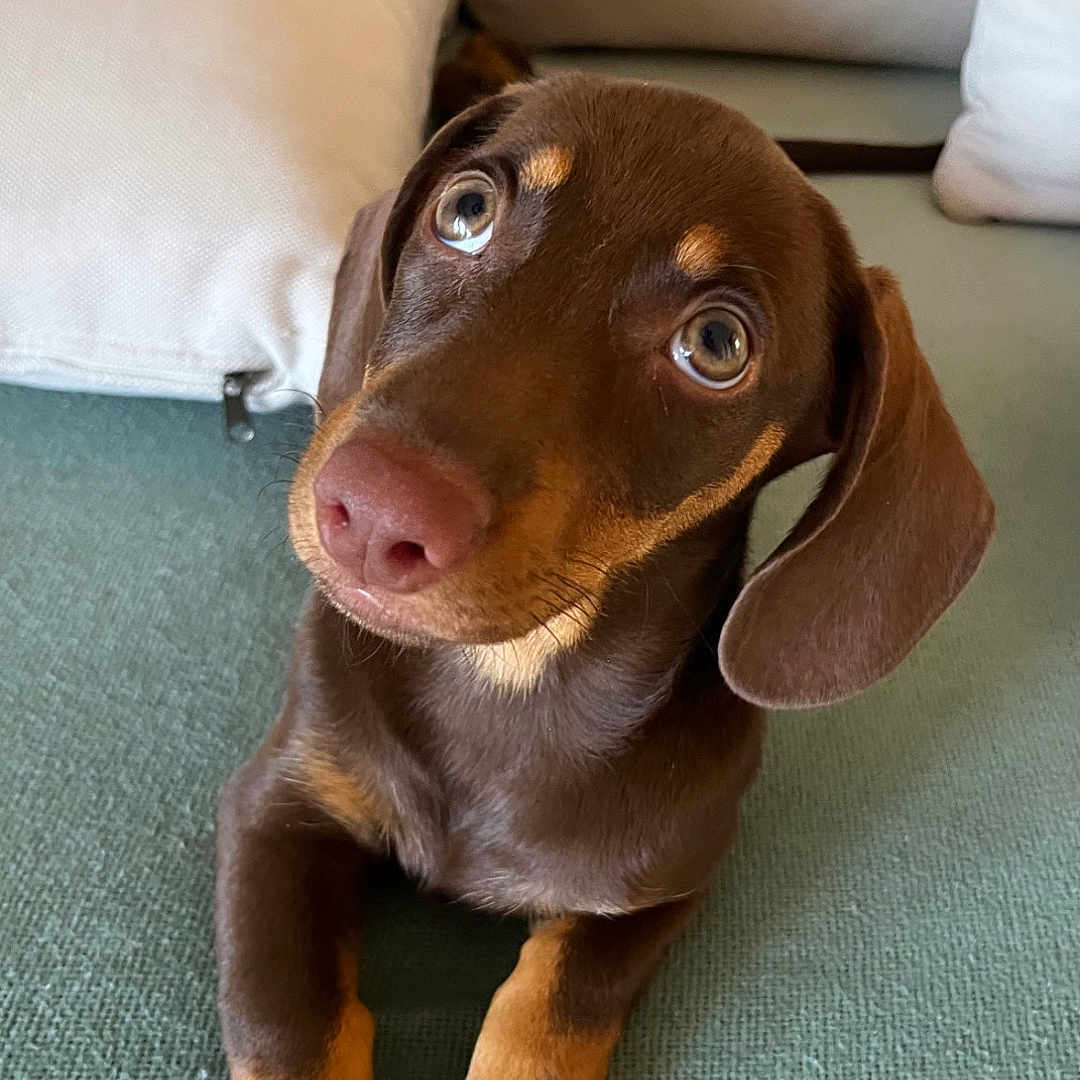 Mocca a rejoint le concours — aidez-le/la à gagner de superbes lots ! animal, brown_dog, canine, close_up, companion, couch, cute, dachshund, dog, domestic, ears, furniture, indoors, looking_up, paws, pet, puppy, resting, soft_light, texture