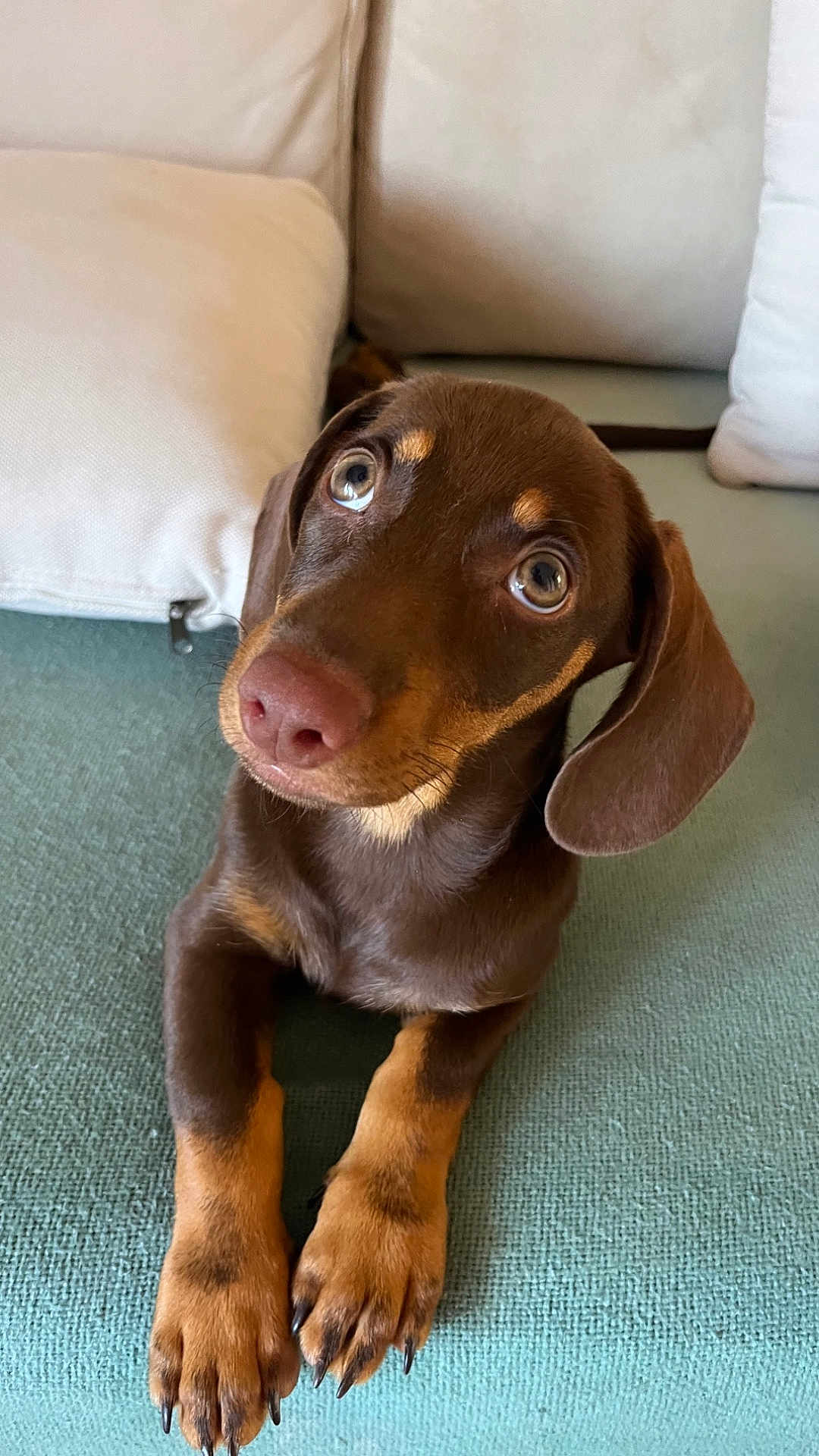 Mocca a rejoint le concours — aidez-le/la à gagner de superbes lots ! dog, puppy, dachshund, brown_dog, pet, canine, indoors, couch, furniture, paws, ears, looking_up, cute, animal, companion, close_up, domestic, resting, soft_light, texture