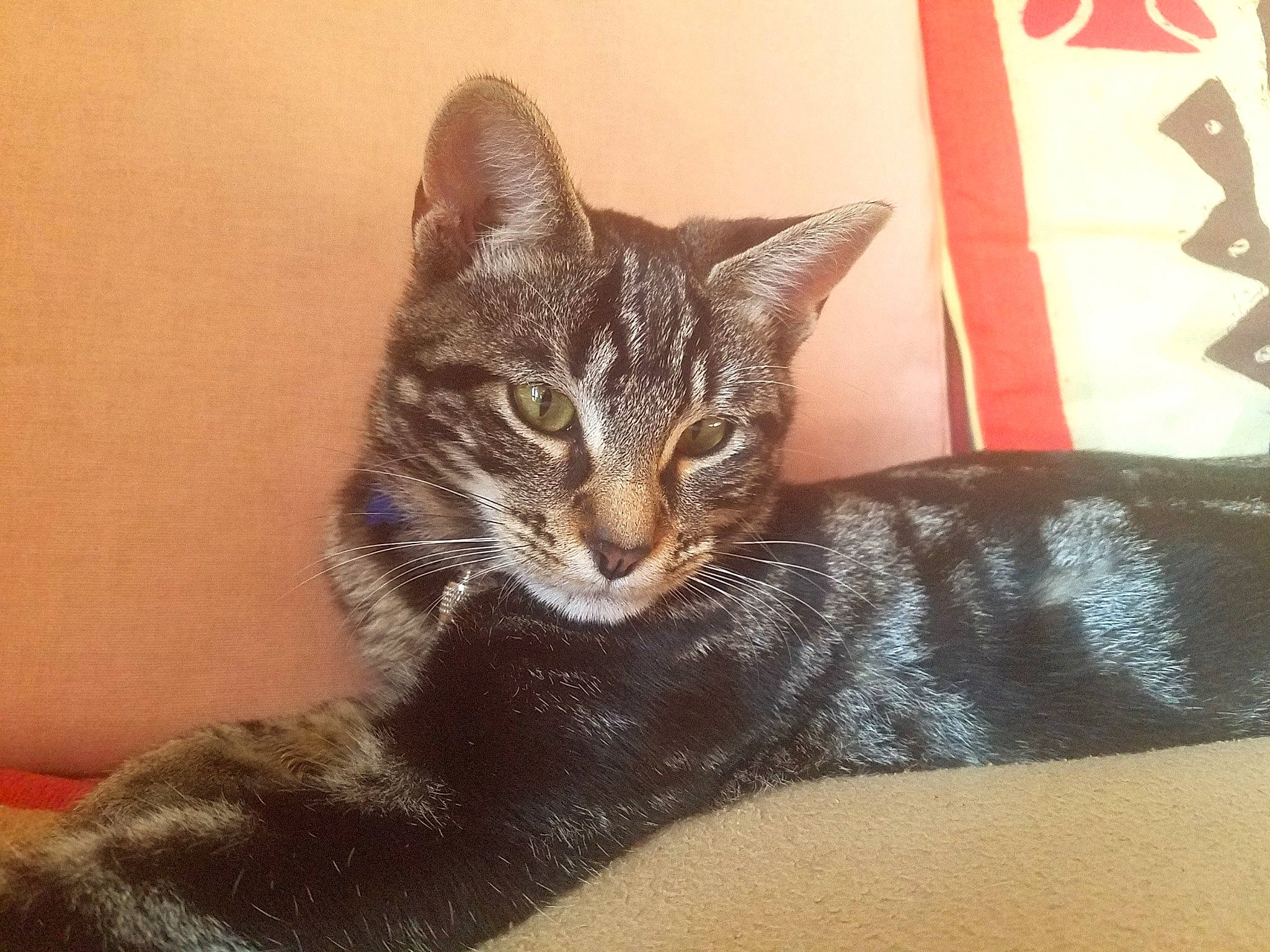 Thémis a rejoint le concours — aidez-le/la à gagner de superbes lots ! american_shorthair, asian, california_spangled, carnivore, cat, domestic_short_haired_cat, dragon_li, ear, european_shorthair, felidae, fur, kitten, mammal, small_to_medium_sized_cats, tabby_cat, whiskers