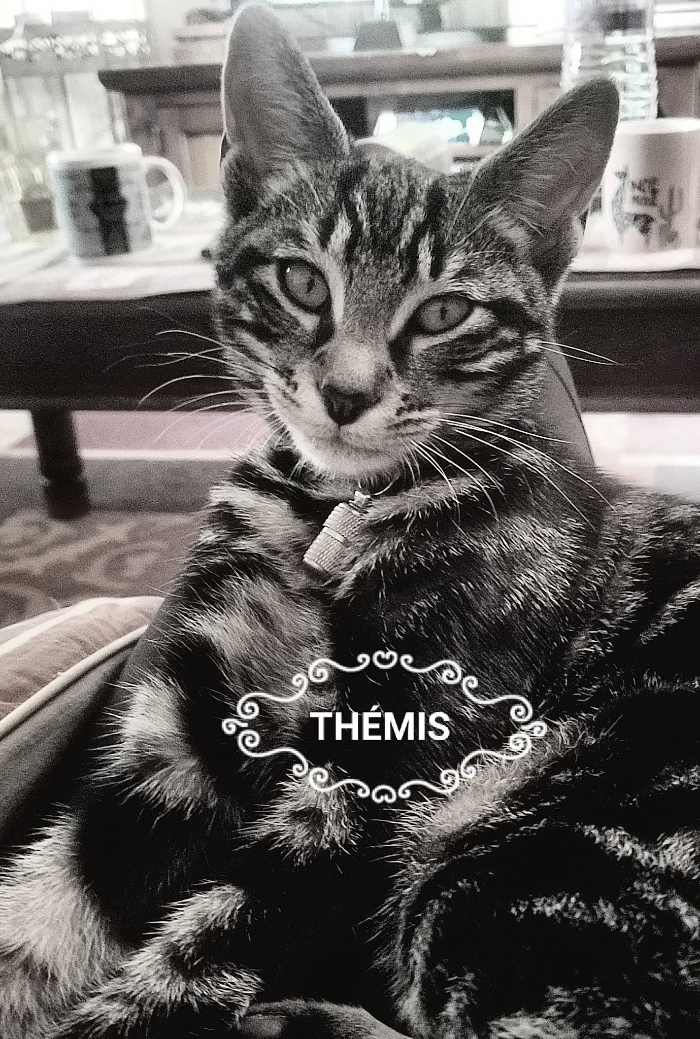 Thémis participe au concours pour gagner de l'argent avec cette photo : american_shorthair, asian, black_and_white, carnivore, cat, domestic_short_haired_cat, dragon_li, european_shorthair, felidae, fur, kitten, monochrome, monochrome_photography, photography, small_to_medium_sized_cats, snapshot, snout, stock_photography, tabby_cat, whiskers
