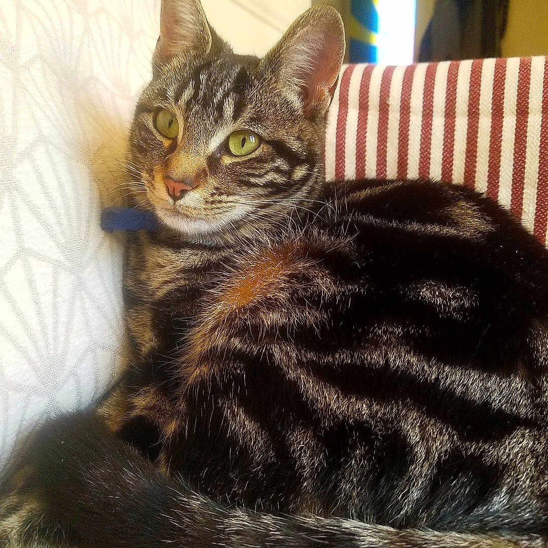 Thémis a rejoint le concours — aidez-le/la à gagner de superbes lots ! abyssinian, adult, animal, architecture, building, cat, chair, couch, cushion, female, furniture, homedecor, indoors, kitten, livingroom, manx, person, pet, room, woman