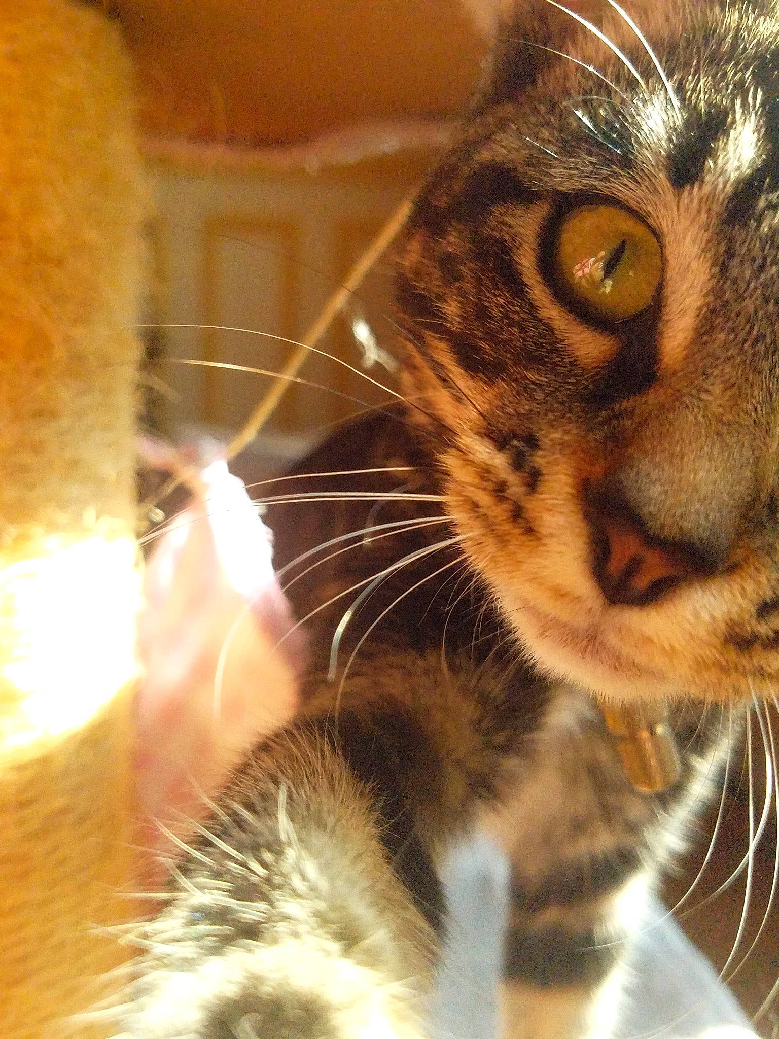 Thémis participe au concours pour gagner de l'argent avec cette photo : american_wirehair, asian, bengal, carnivore, cat, close_up, domestic_short_haired_cat, dragon_li, european_shorthair, eye, felidae, fur, kitten, mammal, nose, small_to_medium_sized_cats, snout, tabby_cat, toyger, whiskers