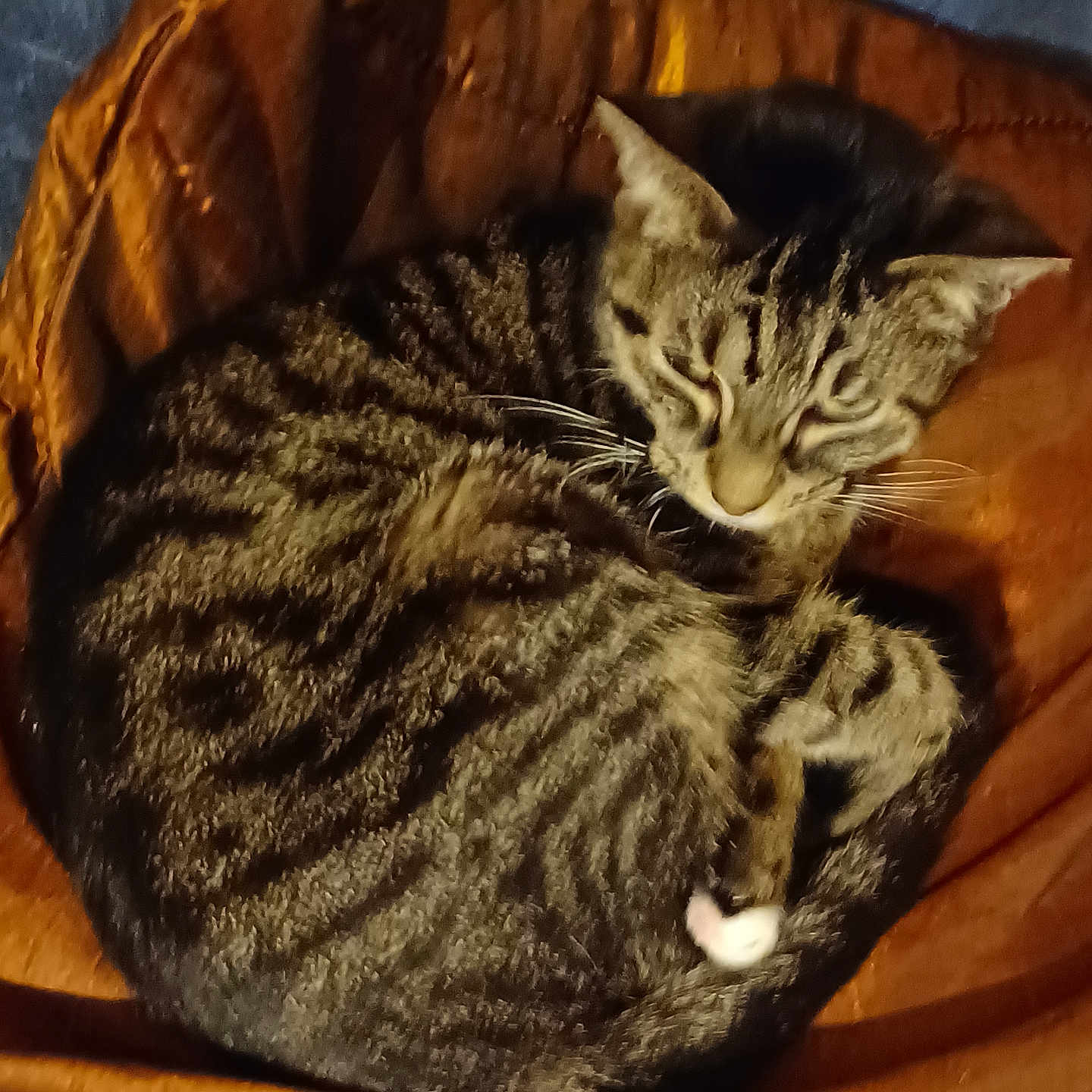 Maya participe au concours pour gagner de l'argent avec cette photo : brown, cat, chair, close_up, comfort, cozy, curled_up, domestic_animal, ears, feline, fur, indoor, leather, paw, pet, relaxation, resting, sleeping, tabby, whiskers